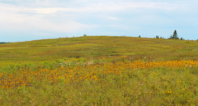 Black-eyed Susans on the Barrens