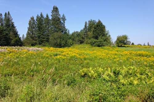 goldenrod-field