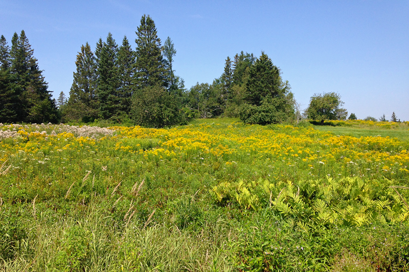 Fields of Gold