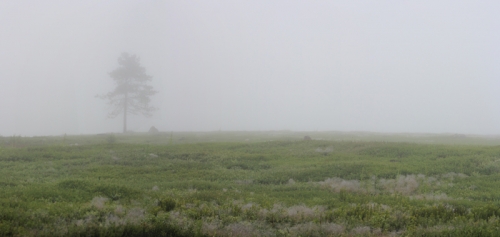 tree-in-fog