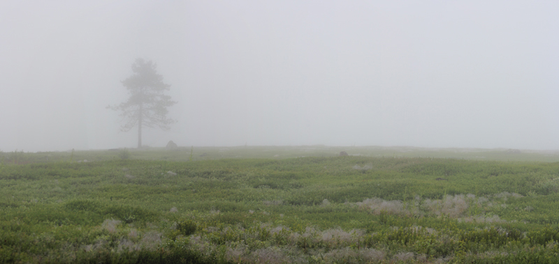 A Solitary Tree on a Foggy Day