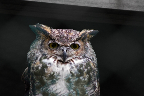 Great Horned Owl at Maine Wildlife Park