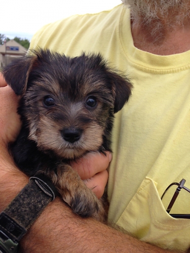 men and puppies