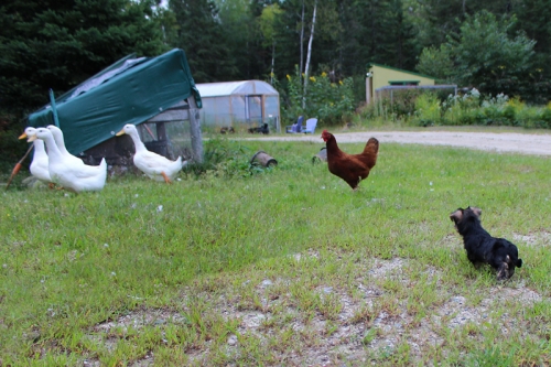 yorkie and ducks in Maine