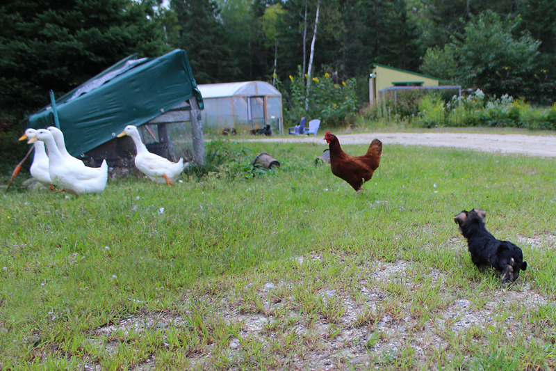 yorkie and ducks in Maine
