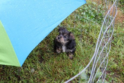 Gidget Yorkshire Terrier