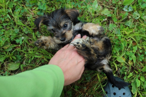 yorkie loves belly rubs