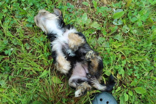 joyful yorkie in maine