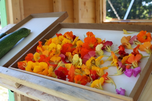 edible nasturtiums