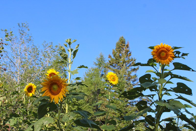 Giant Sunflowers