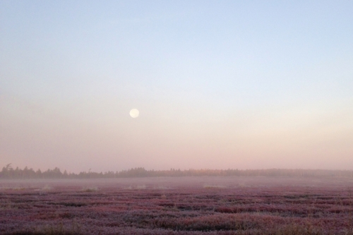 Full Moon Over the Barrens