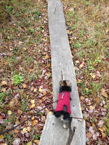 Yorkie on a hike