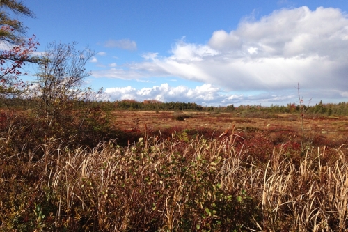 autumn on the corea heath