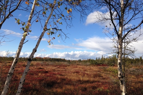 Corea Heath in the Fall