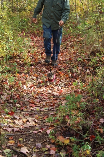 puppy on a hike