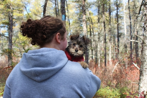 Yorkie being carried on a hike