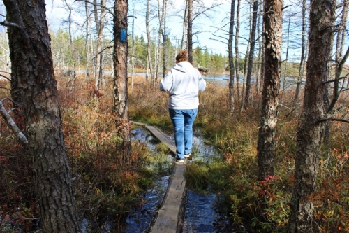 marshy area on the Corea Heath trail