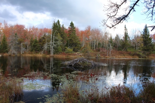 beaver dam on the corea heath trail