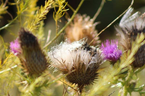 beautiful weed seeds