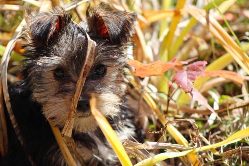 Gidget digging in the garden