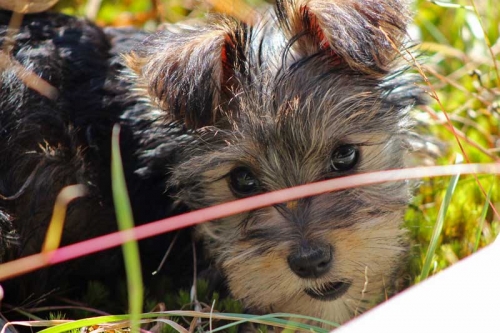 yorkie's amazing eye lashes