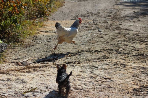 A Yorkie chasing chickens