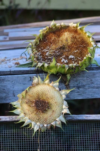 end of season sunflowers
