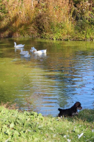 Yorkie chasing ducks