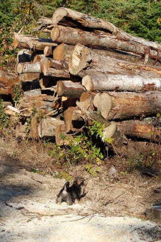 truckload of wood for firewood