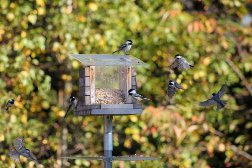 Chickadee acrobatics at the bird feeder