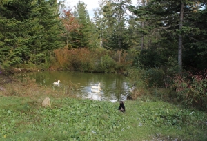 Yorkie chasing ducks into the pond