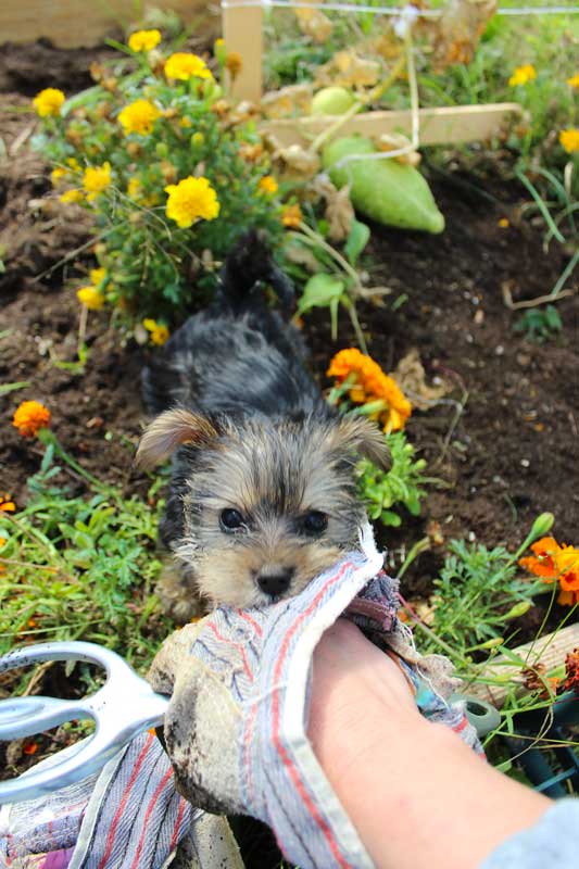 Cleaning Out the Greenhouse