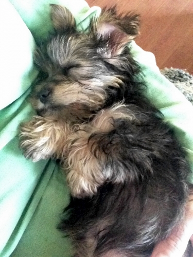 A naping Yorkie puppy