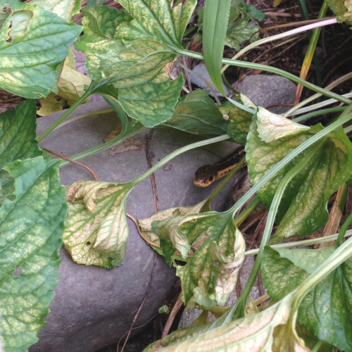 little garter snake