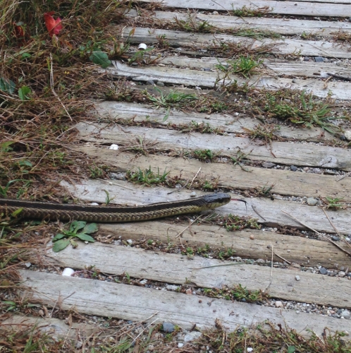 scared by a garter snake