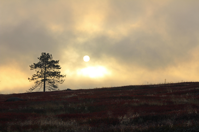 Solitary Tree Through the Fog