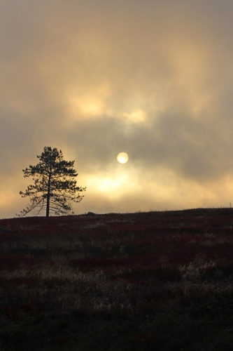 sunrise-tree