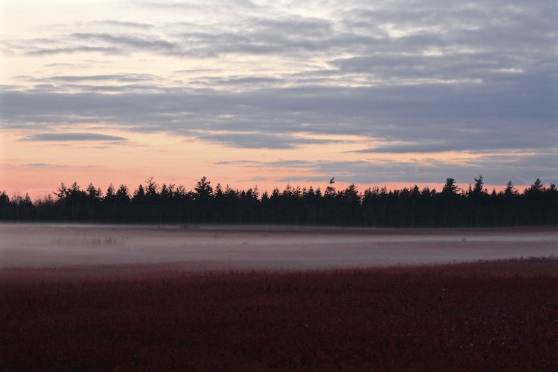 barrens cloaked in fog