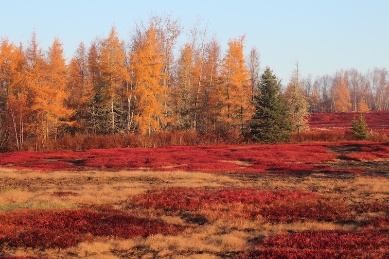 November Barrens