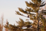 bald eagle watching the sun rise