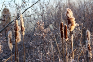 frosty cat tails