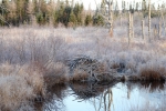 frosty beaver damn