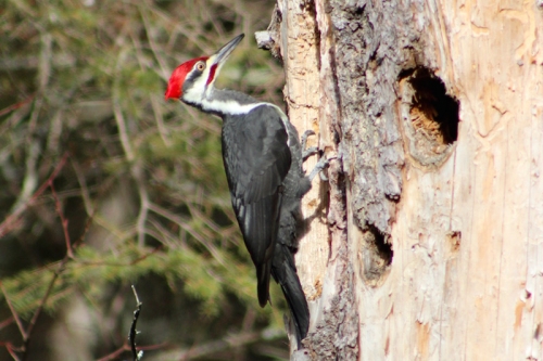 pileated woodpecker