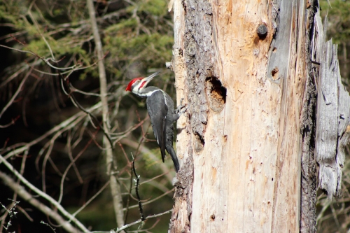 pileated woodpecker in maine