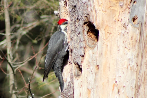 pileated woodpecker