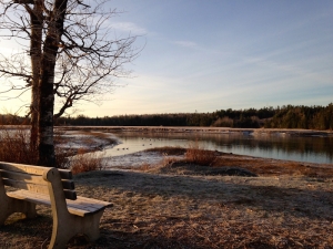 geese on the pleasant river at sunrise