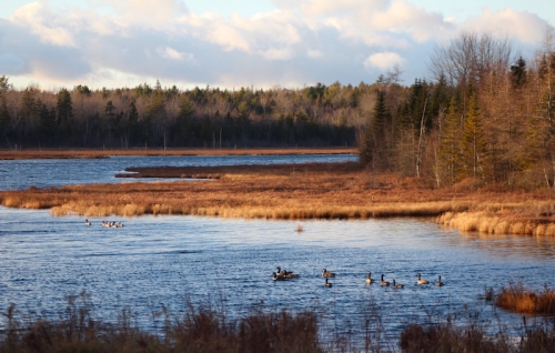 Happy Thanksgiving from Maine