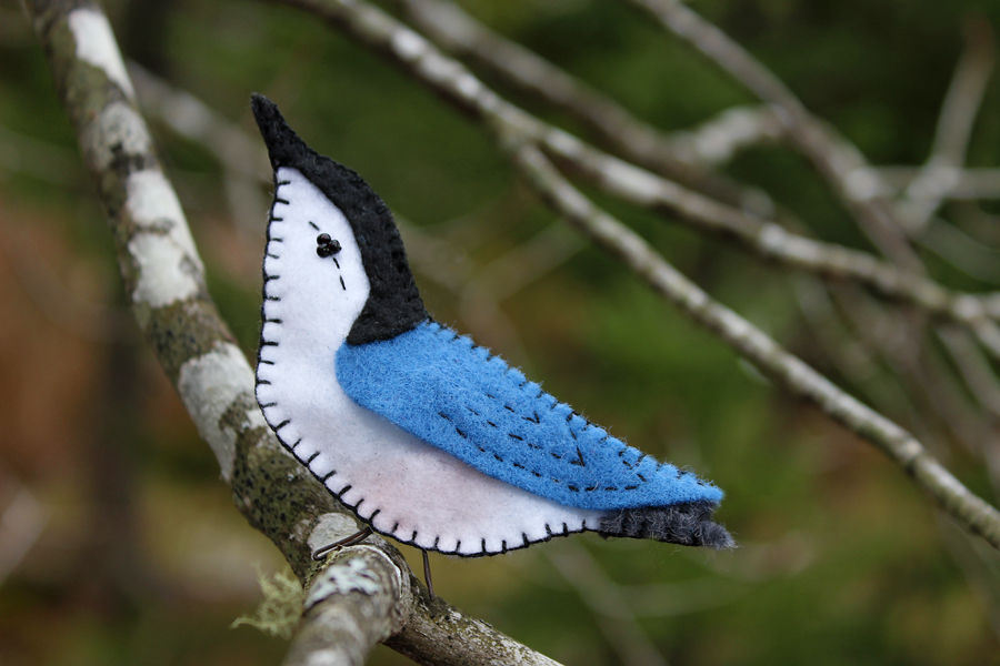 The Tiny White Breasted Nuthatch