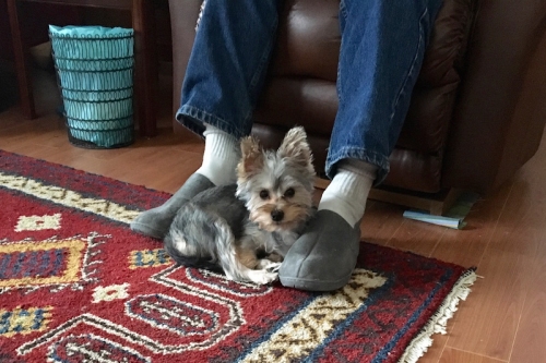 Yorkshire Terrier and Mini Schnauzer