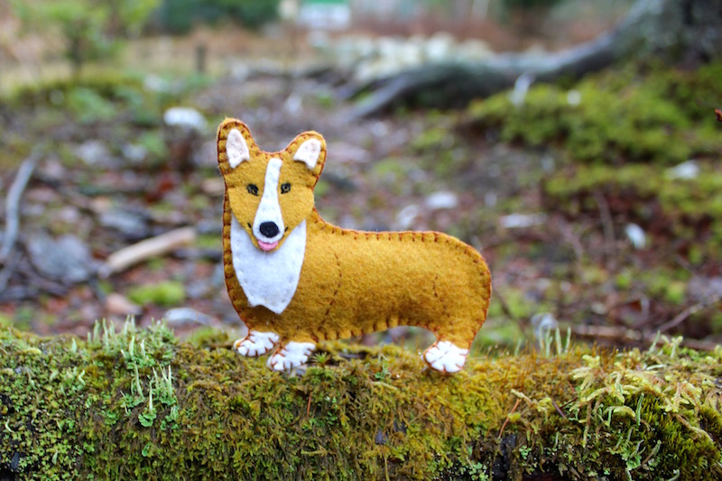 A Welsh Corgi Named Oji